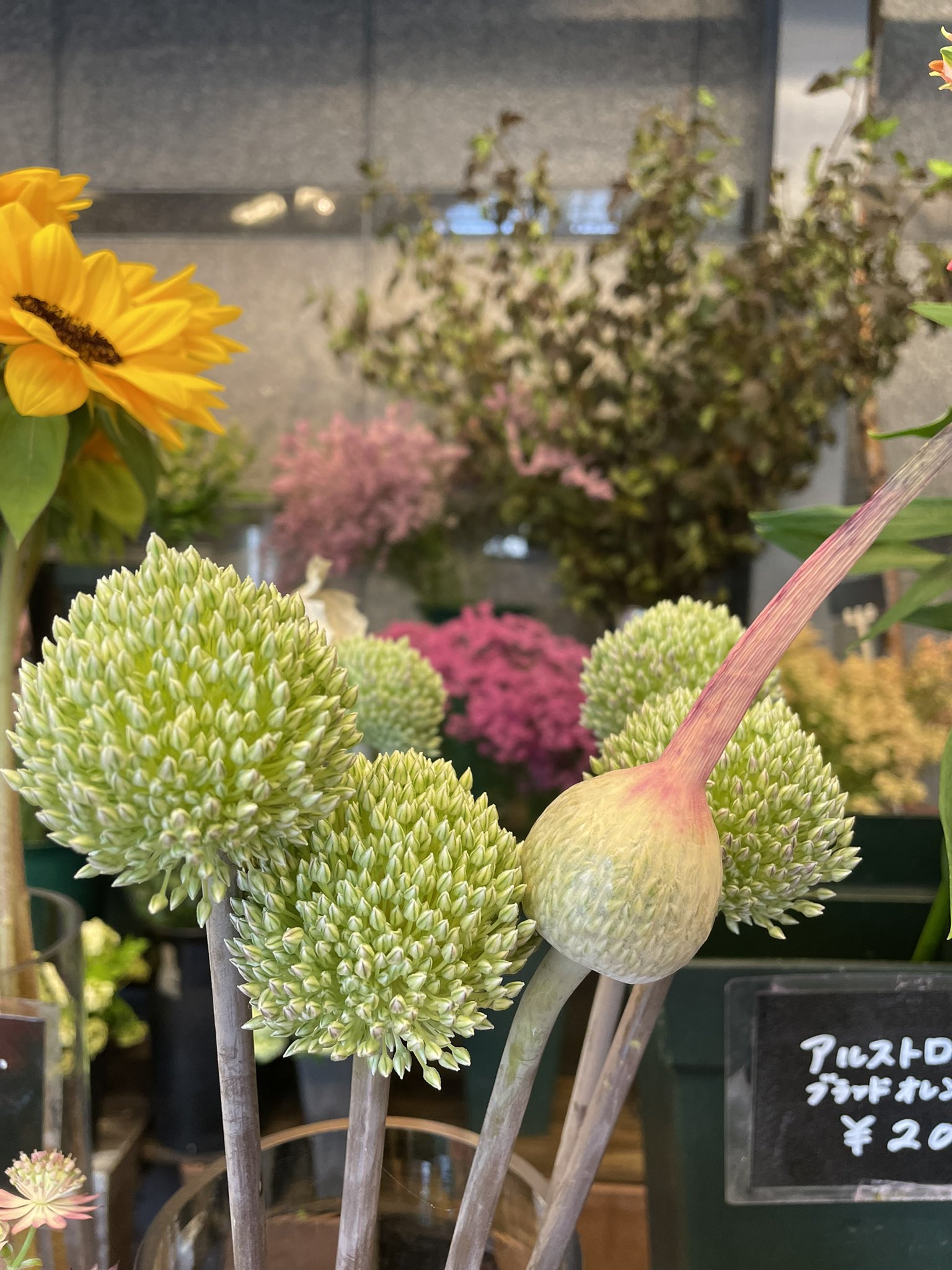 東伏見 Hana Toyo Hana Toyo Twitter