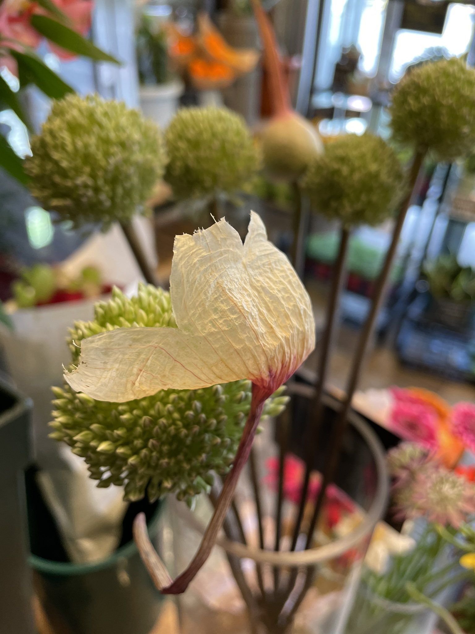 東伏見 Hana Toyo Hana Toyo Twitter