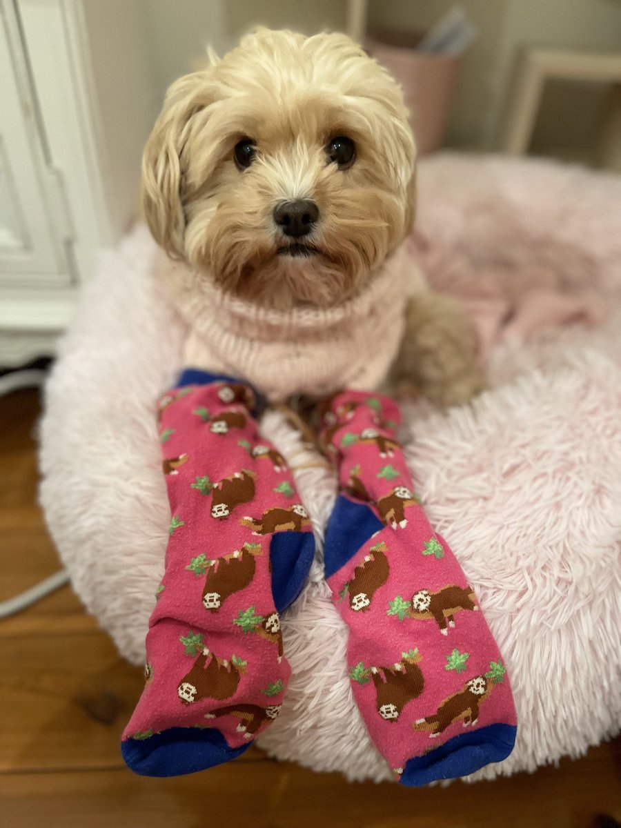 muffinthecav's tweet photo. Celebrating Crazy Socks 4 Docs with Muffin @MdokSlhd #CrazySocks4Docs #MDOK #socks4docs #CrazySocks4HCW 🧦🧦🧦🧦🧦 https://t.co/gAbAt9xX4U