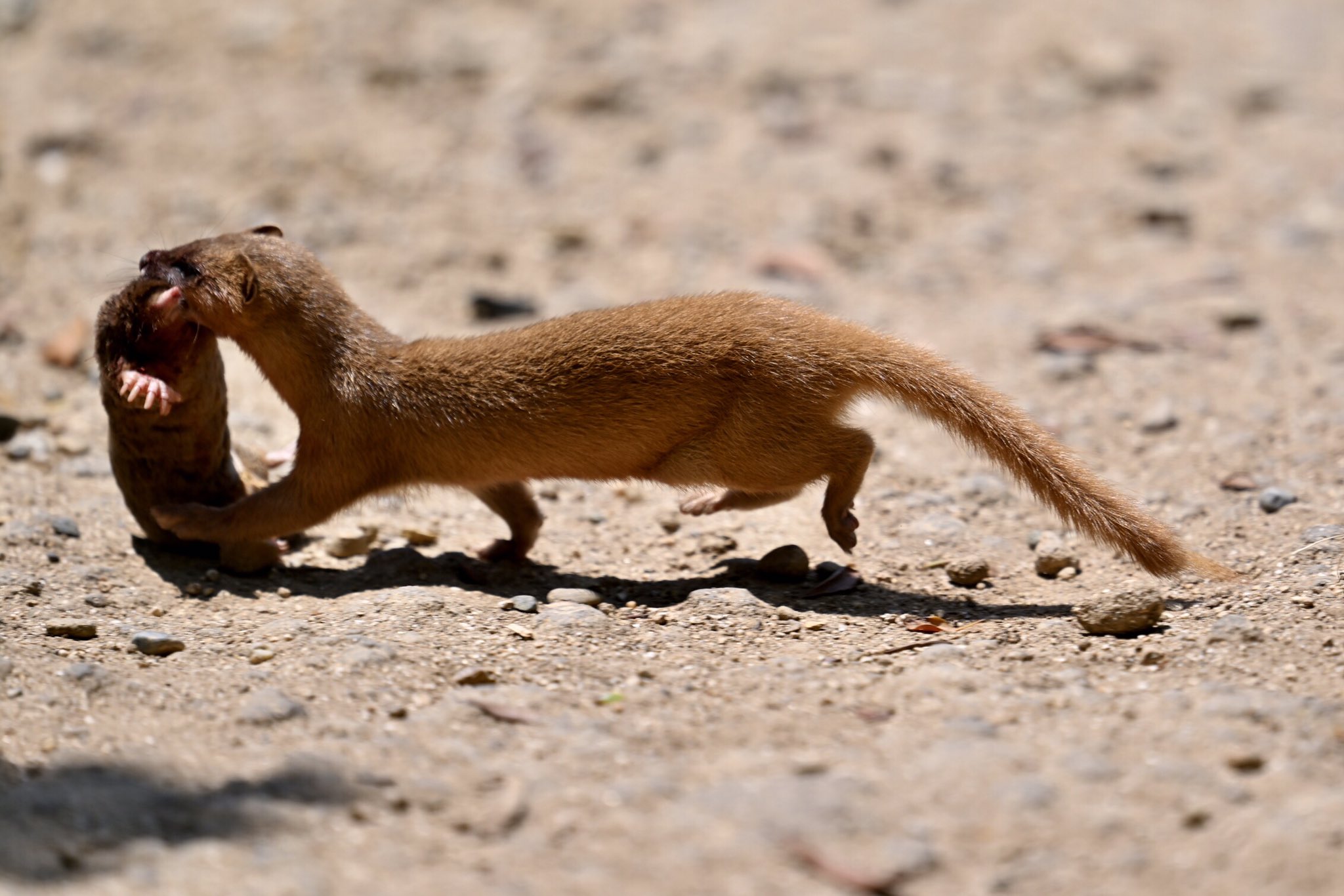 تويتر 空白寺 على تويتر イタチがモグラ狩ってた のんほいパーク T Co Jqfvy2gi18