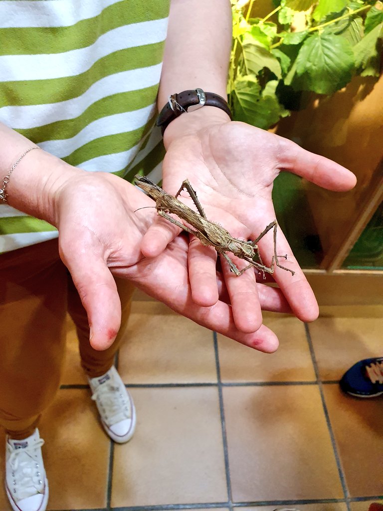 SVTBeaumanoir's tweet photo. Différents insectes ont été présentés par Sophie #Insectarium de #Lizio. Les #phasmes ont marqué les esprits ! https://t.co/KndCi24aw9