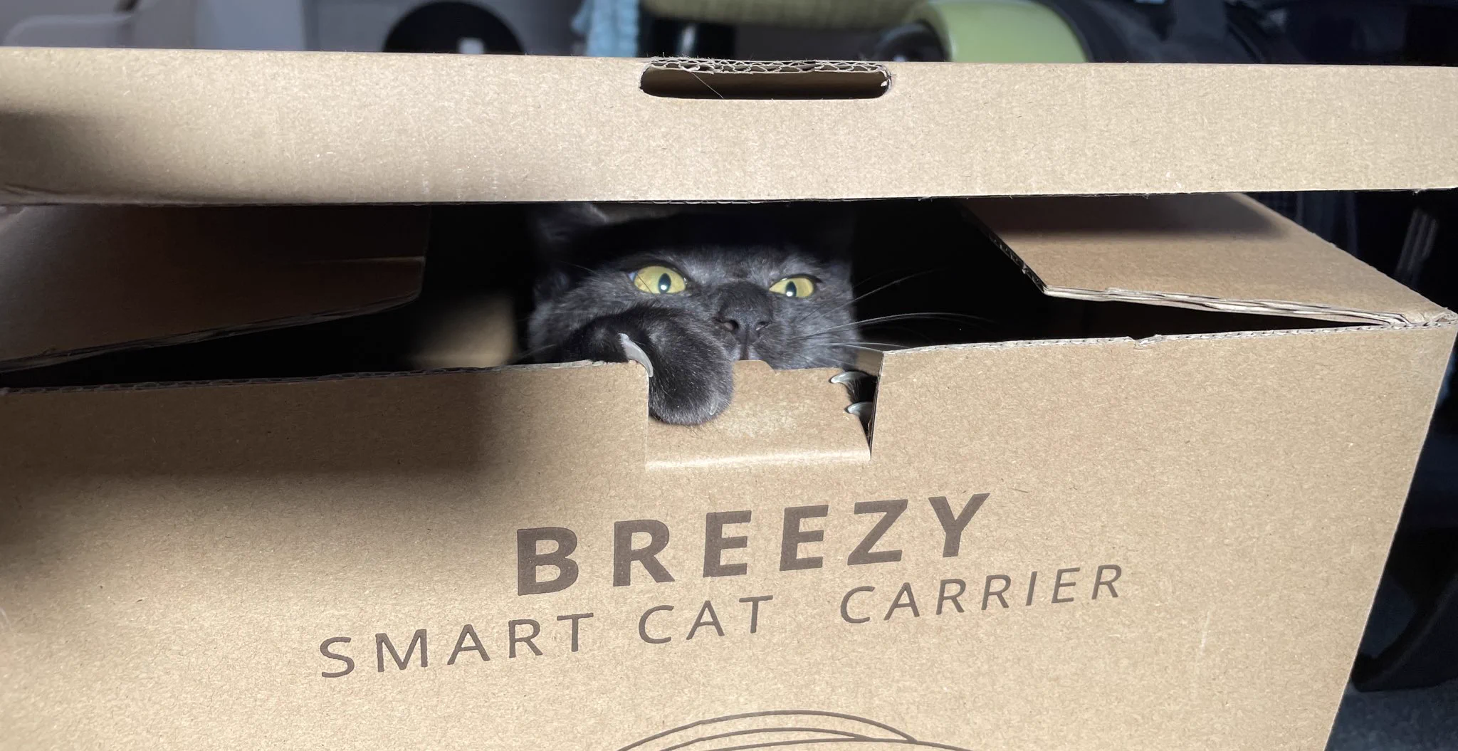 @kyuryuZ ダンボール好きすぎですよね 