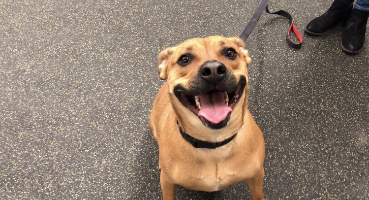 NEHumaneSociety's tweet photo. Thank you all for the responses! We appreciate you all so much. ❤️ You can meet all of our dogs here: https://t.co/S0z2wVs2Ch

If you can’t adopt, share this! https://t.co/wGpbYA4O8x