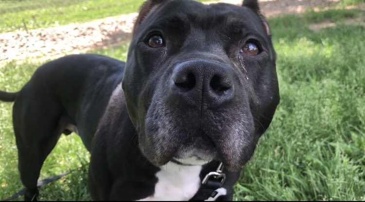NEHumaneSociety's tweet photo. Thank you all for the responses! We appreciate you all so much. ❤️ You can meet all of our dogs here: https://t.co/S0z2wVs2Ch

If you can’t adopt, share this! https://t.co/wGpbYA4O8x