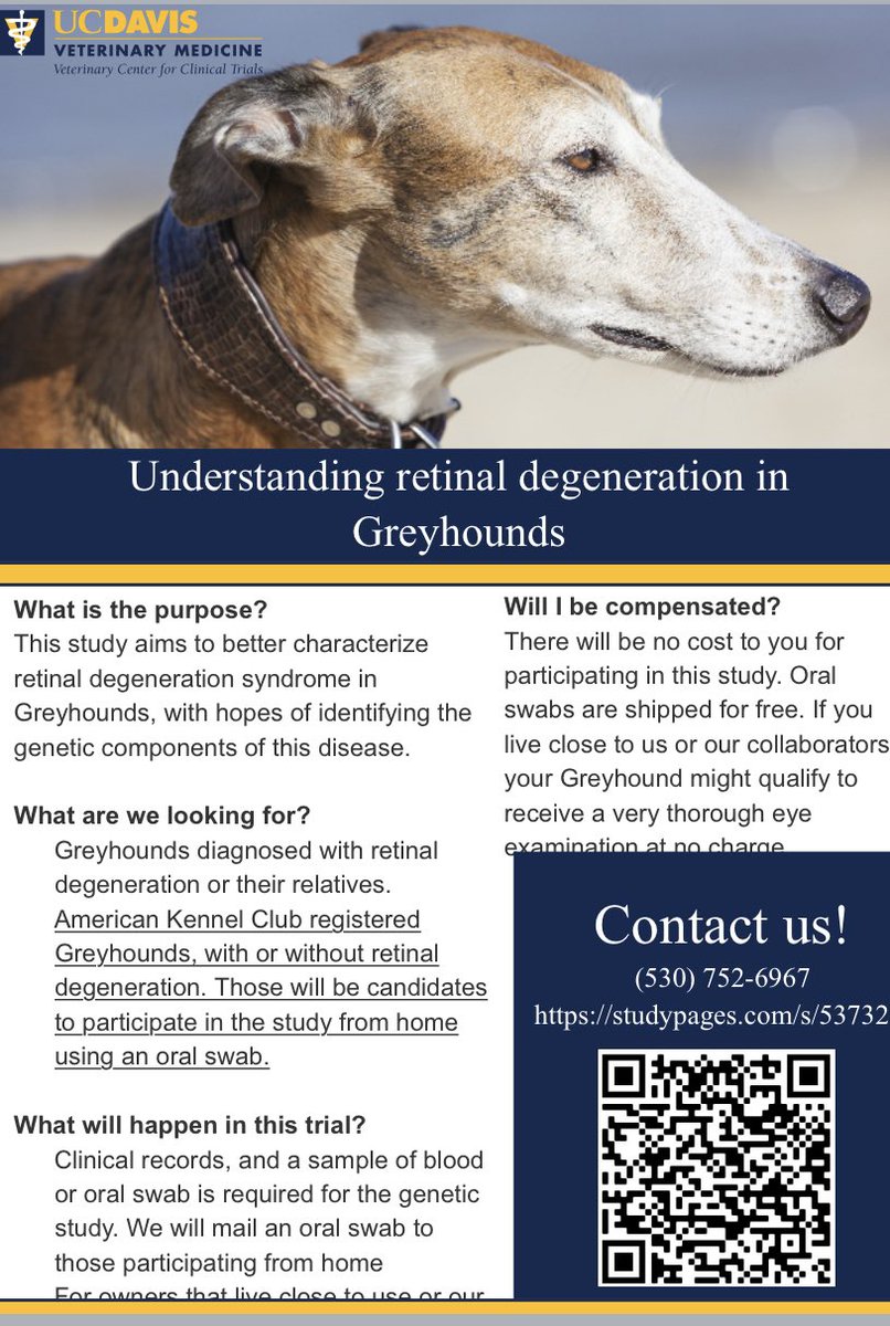 SaraThomasy's tweet photo. Do you have an AKC-registered #Greyhound? A DNA sample from a cheek swab will help us better understand a newly discovered blinding condition in this breed. https://t.co/qLs26PSrdE #Ophthalmology #dog  #retina https://t.co/5NrRnZHDJP