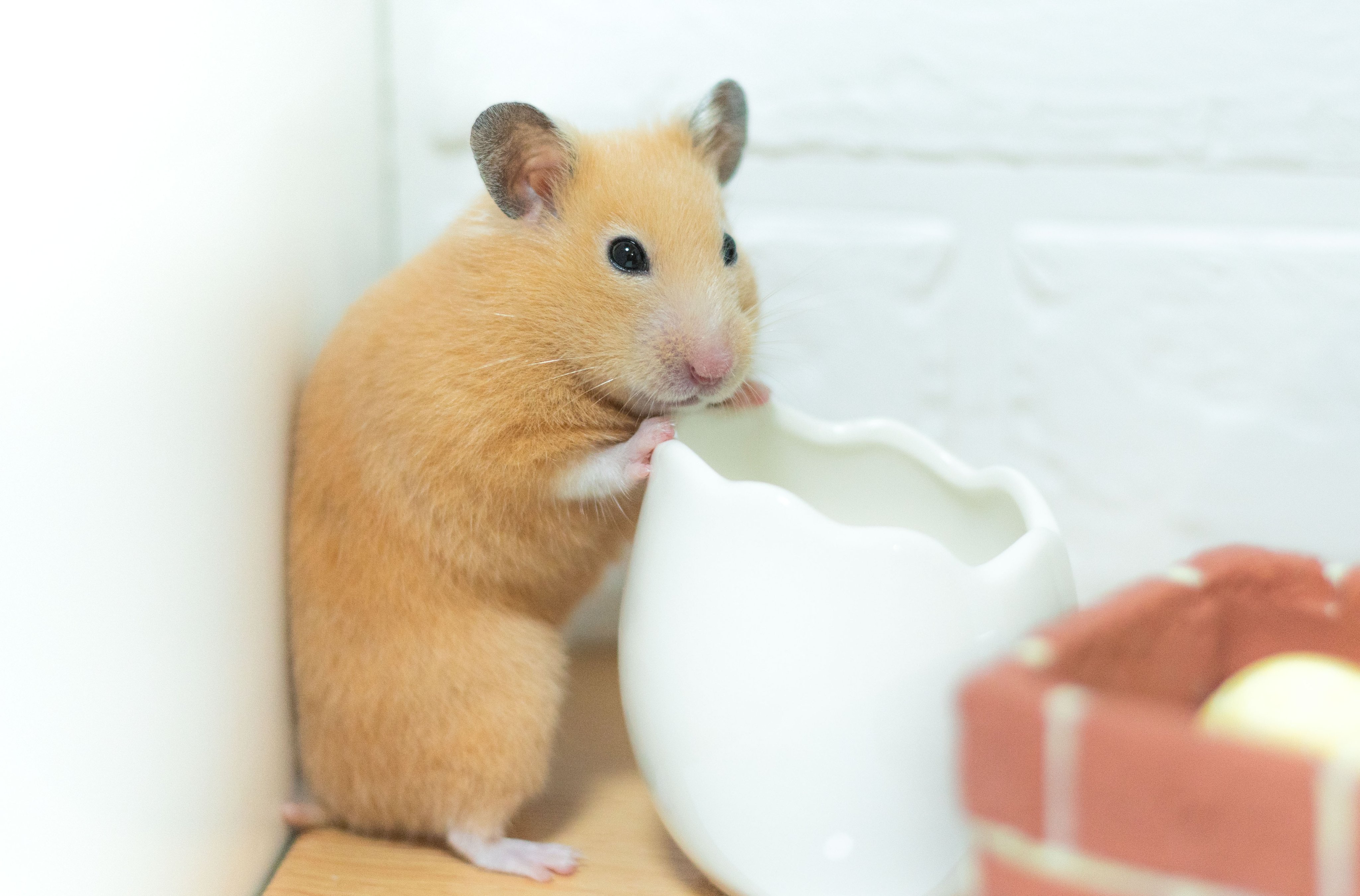 ハムスターアルバム Hamsteralbum Twitter