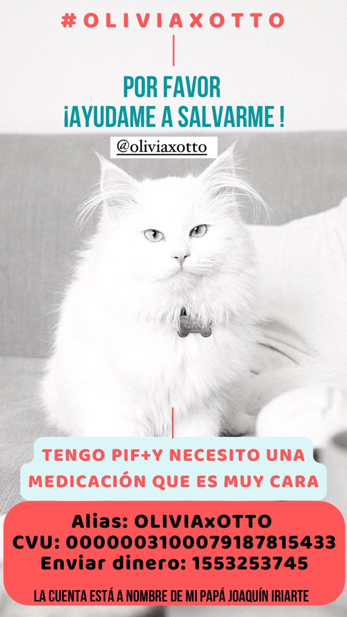 Hola POR FAVOR les pido que  compartan‼️Mi gato OTTO está muy grave, tiene una enfermedad terminal es #PIF + y necesita un tratamiento por meses en el cual cada ampolla de medicación me sale 100uds y me alcanza para sólo 4 días! Es la única cura.AYUDAME A SALVARLO🙏🏻
#OLIVIAXOTTO