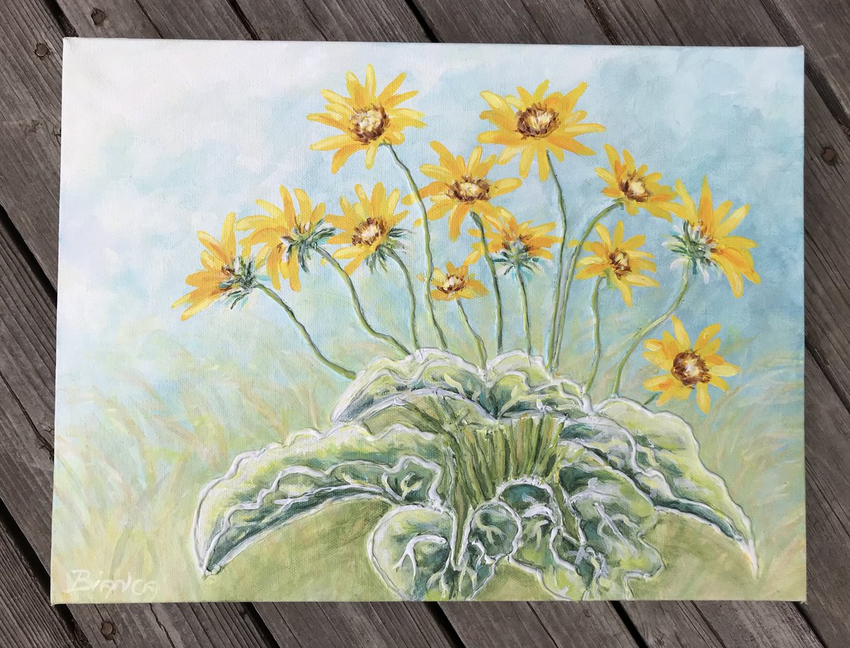 artbybiancaa's tweet photo. You cant miss the bright yellow arrowleaf balsamroots, they really stand out.  On display now at @OkanaganGallery 

" Brillant Balsamroot "

#galleryart  #balsamroot #artist #paintedflowers  #okanagan  #bcartist #rockcreekbc #oliverbc #okanaganflowers #FCAartist #osoyoos https://t.co/7ZMRwMcKCD