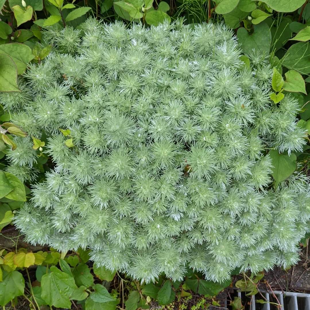 アサギリソウ Twitter Search Twitter アサギリソウ Twitter Search Twitter