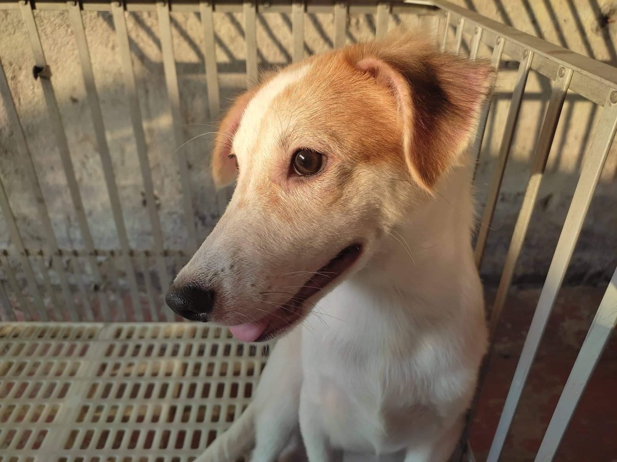 sunkijaycart_'s tweet photo. hi guys, under this tweet i have my friend's bentables. i'm helping her to raise funds for her dog. ace can't walk anymore and possible daw na maparalyzed siya. please help us to raise funds. https://t.co/z1NAip1CHb