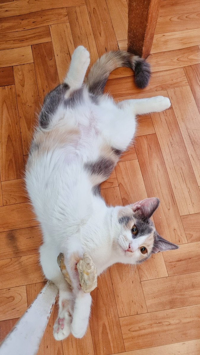 Священный Малюскр желает вам спокойной пятницы!
Для кошки со сломанной ножкой, она весьма бодра.