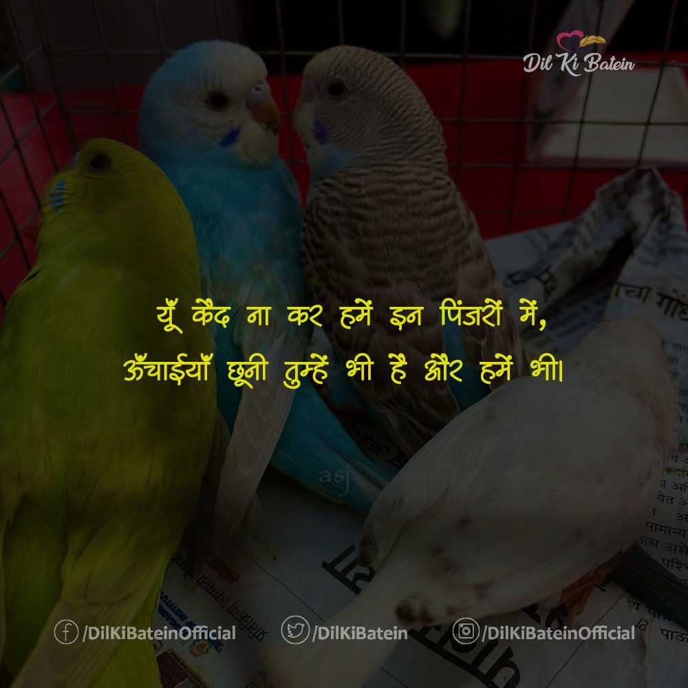 _amitjha's tweet photo. ..ऊँचाइयाँ छूनी तुम्हे भी है और हमें भी।

#dilkibatein #amitjha #amitsjha #lifequotes #shayari #freedom #birdsFreedom #quoteoftheday 

PC- @lyfis_memories https://t.co/AIAgcVLZhO
