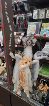 画像 / Picture