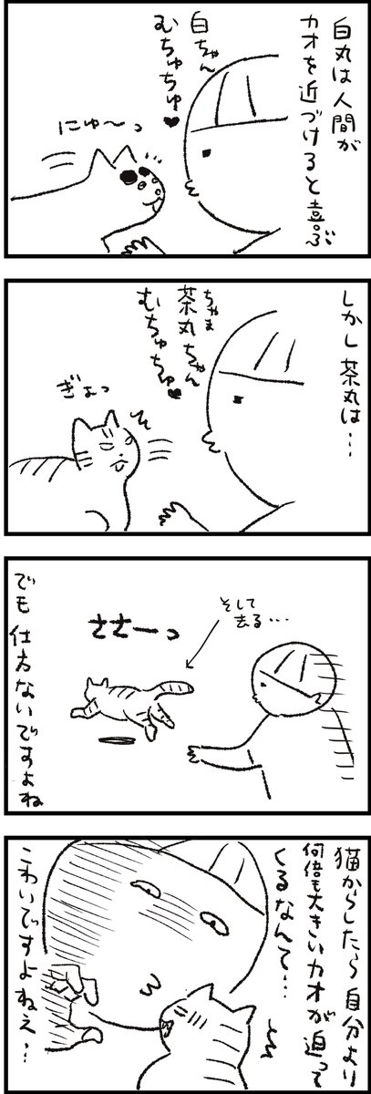 【茶丸視点】
でもわかっててもやってしまいます。
ごめんね茶丸～🤤
#さくまのまんが
#猫エッセイ 