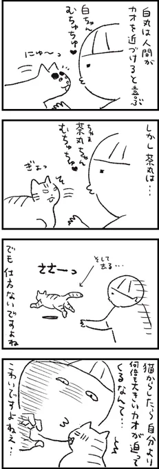 【茶丸視点】
でもわかっててもやってしまいます。
ごめんね茶丸～🤤
#さくまのまんが
#猫エッセイ 