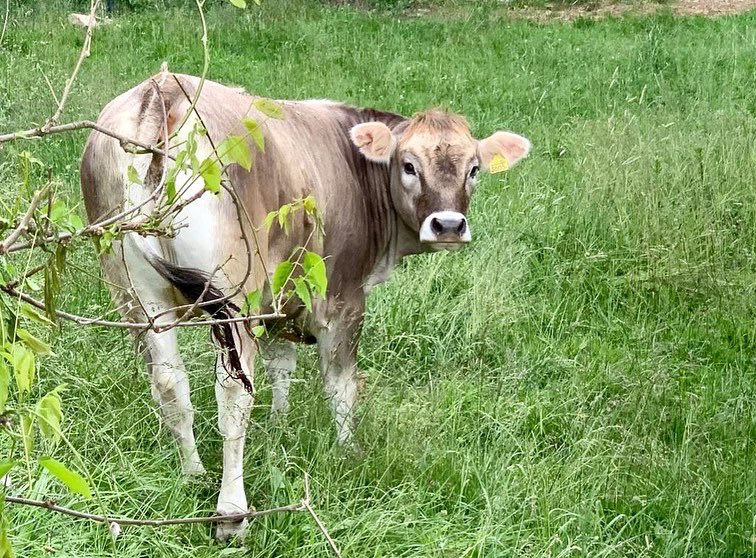 Hasenacher_Stud's tweet photo. Most certainly the best time of the year - summer has arrived! ☀️
The grass is lush and our cattle are enjoying their time in the vast fields around Hasenacher Farm.
We just can’t get enough of this view! 🙌
#HasenacherFarm #WeideBeef #Cattle #beefcattle https://t.co/89gGzo8ygm
