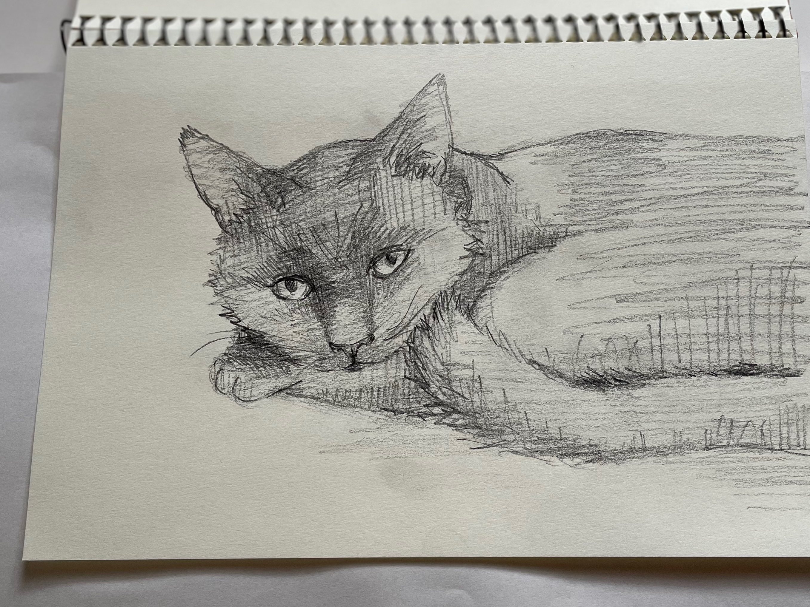 月田エミ 墨ねこ 墨いぬ ーーーーー ネコ スケッチ 同じポーズを違う描き方で 猫イラスト ねこイラスト 猫アート ねこアート 猫絵 猫好き 墨 墨画 墨絵 水墨画 絵本 児童書 Sumie Sumieart Japaneseart Japaneseartists