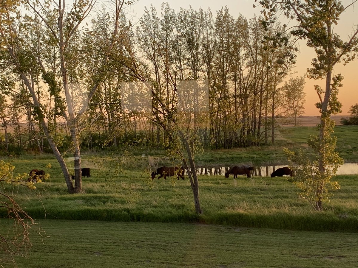 lynncattle's tweet photo. Picture perfect view out the back window tonight. #skag #countrylife https://t.co/gQBp2Ni46Z