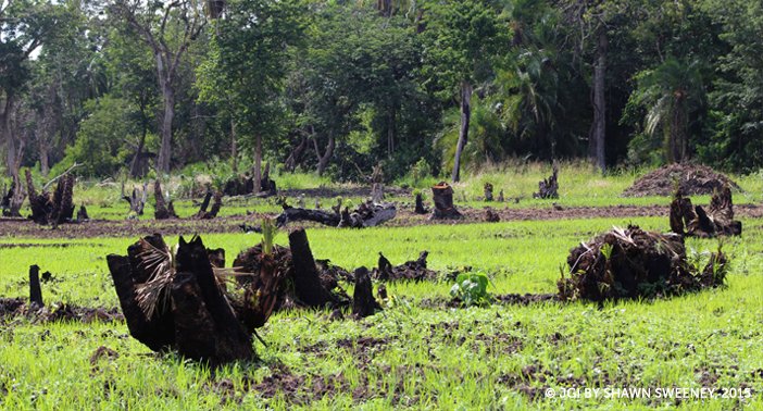DavidLinYiLu1's tweet photo. "In Central Africa, the increase in gold mining, deforestation, and illegal pet trade all contributes to the extinction of chimpanzees" #39canimals https://t.co/lkNrFMdsMW