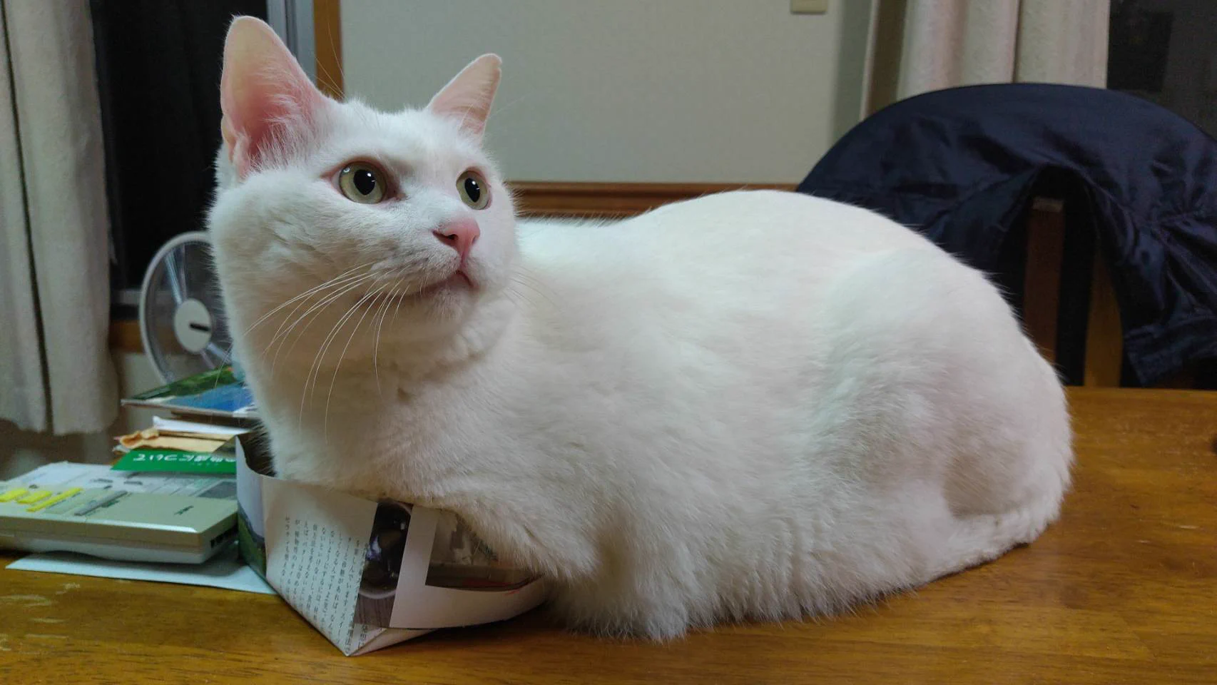 @kyuryuZ どんなに狭くてもお気に入りのが良いのね…… 