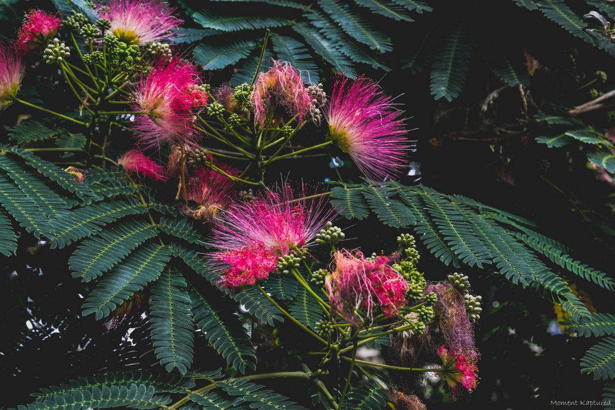 MomentKapture's tweet photo. GM / GA / GE dear followers ! I would need your help for this one ! Anyone knows the name of this plant ? 

#flower #Pink  #kaptured  #NaturePhotography #photographer  #NFTCommunity  #nftphotography  #FolloForFolloBack https://t.co/8DfukGCQaX