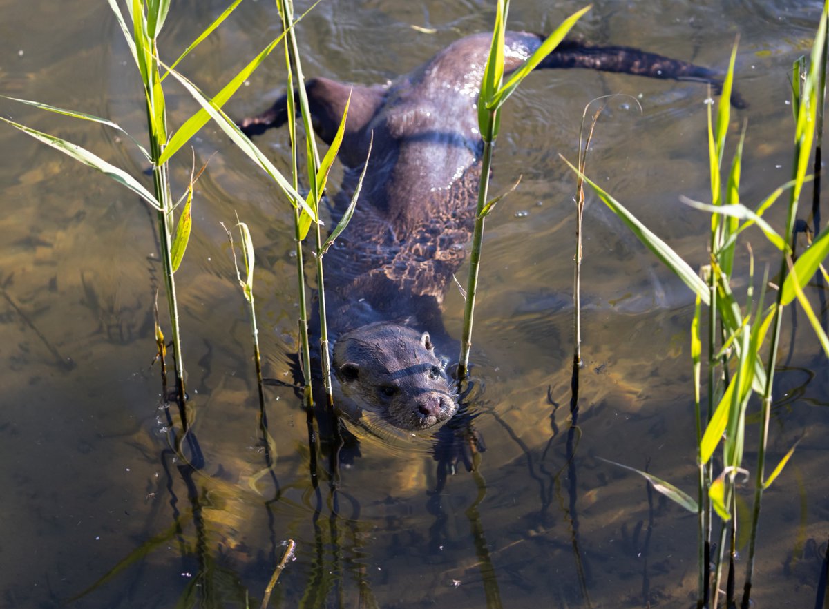 KevinB39's tweet photo. What a way to start my #30dayswild Came eye to eye with this wonderful otter. Took my breath away :)

@thewildlifetrusts #springwatch @bbcspringwatch #otter #canon #canonuk #canoneurope #natgeoyourshot  #wildlife https://t.co/o8zHm4q2kQ