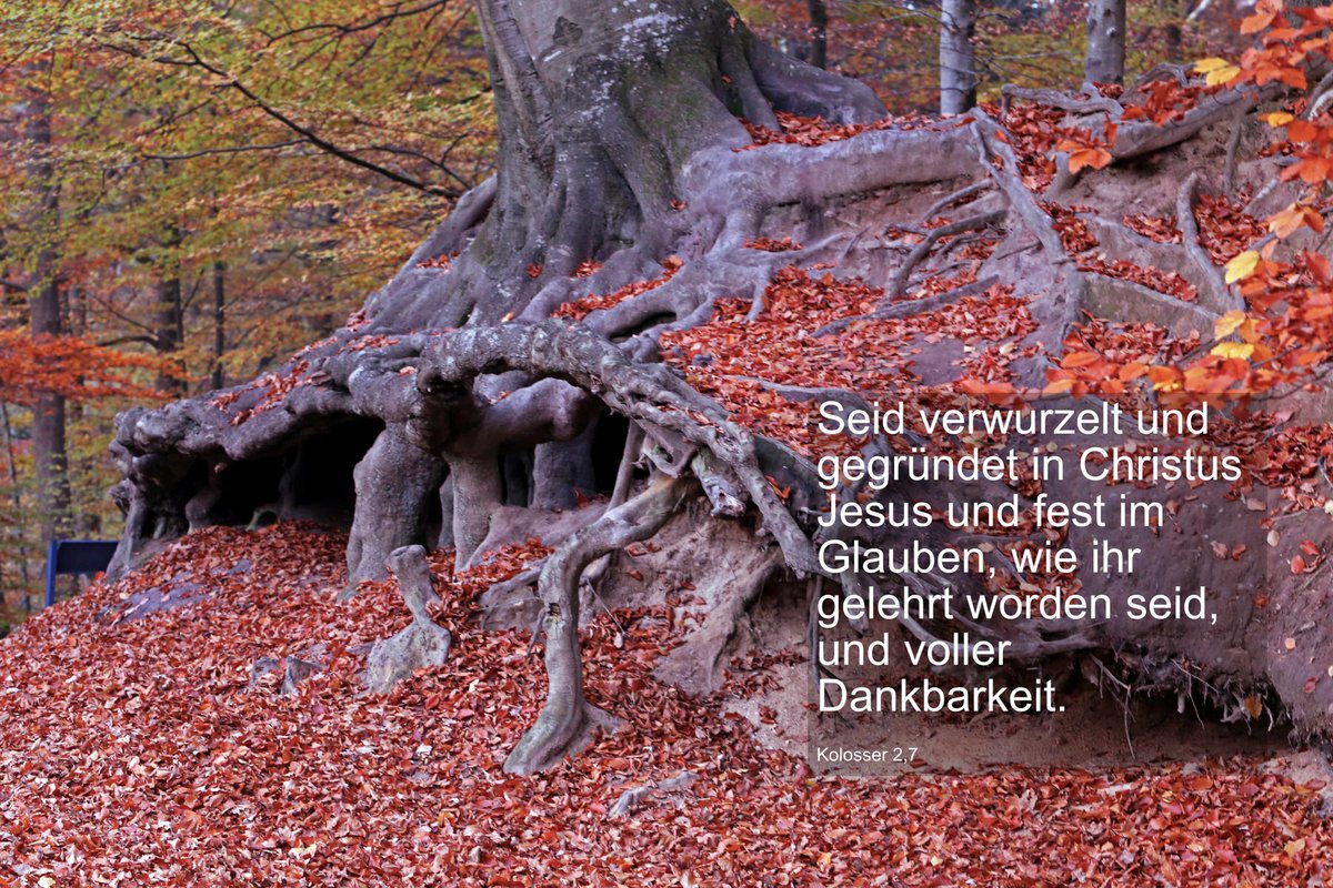 kirche_nf's tweet photo. Aus deinen Wurzeln kommt dir Halt und Kraft. Der Tag, er sei dir gesegnet! #zuversicht #hoffnung #glaube https://t.co/lssbaNNfeR