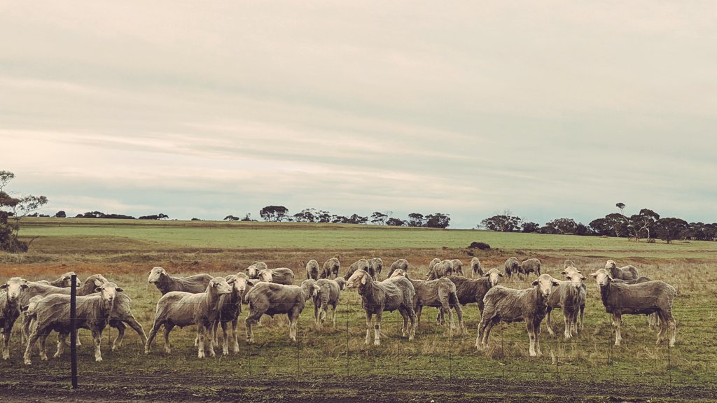 deep_dene_KI's tweet photo. Our 10-11 month old Rams. 

Waiting, waiting for their wool test results...

Classing and weighing in the next couple weeks.

#ASBVsavailable 

DNA tested Rams can be found on MerinoSelect!

Sale 21st October 2022! Come and see what our rams can do for you! https://t.co/QkeTC7BNW6