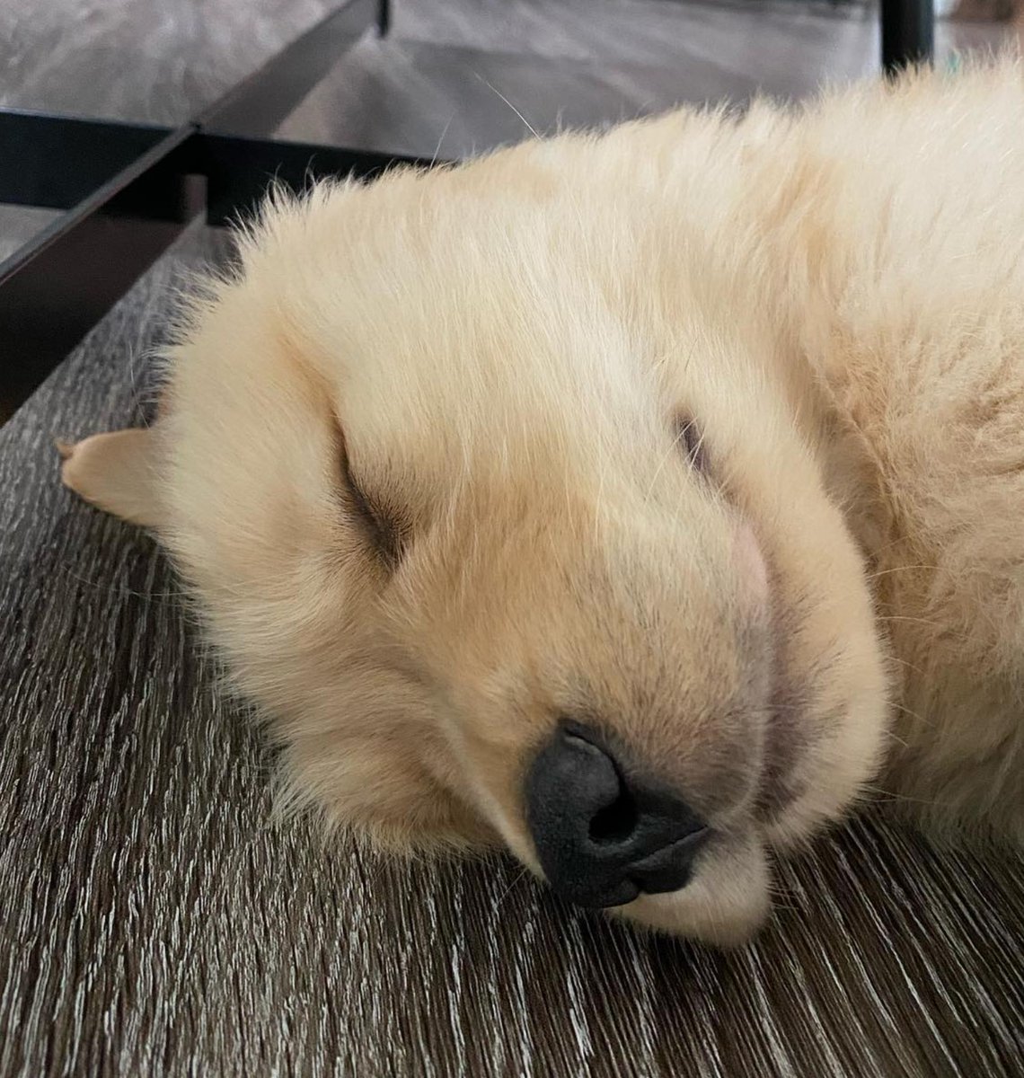 GoldretrieverUS's tweet photo. Good Evening from the Golden Retriever Channel.  Pupper. He needs to recharge his batteries. big weekend adventures planned ,,,,,,,zz,,z,,z,,z,
Snoozles💤😴😴💤                                        

(Arnoldthedognitaor IG) #Doggy #Cutenessoverload #Dogs https://t.co/OHI3FxRbNg