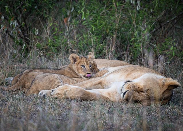 AardowolfA's tweet photo. Three baby lion cubs trying to suckle from mother Lion, while one looks up with his beautiful eyes and round furry ears.
Masai Mara. Kenya

#Wildlifephotography #Wildlifeplanet #Masaimara #Kenyasafari #Naturephotography #Magicalmoments #Wildlifelovers #Aardwolfafricasafari https://t.co/RBRTLcDL2z