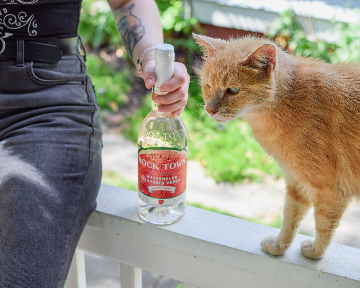rocktowndistill's tweet photo. Meow...π» Summer is here and our #watermelonvodka is waiting for you to start sipping ππΉ
#distillerycats https://t.co/ep1w8fGuaH
