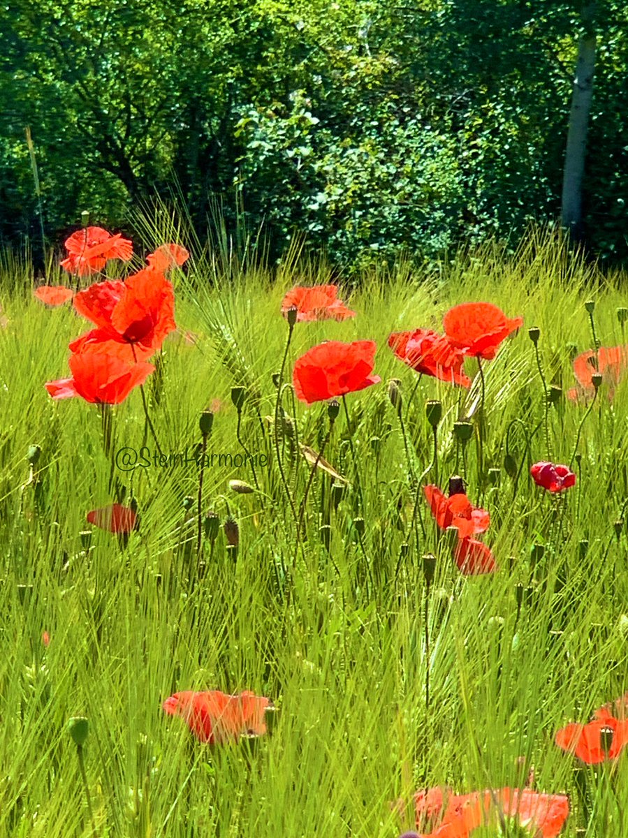 🍃Guten Morgen ☀️🍃