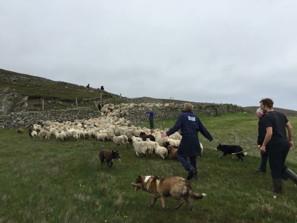 Craeft_project's tweet photo. Did you know that Britain’s most northerly native sheep, a thriving textile industry and the rural farming community are located on the Shetland Islands? #craft #textiles #wool #shetland #mingeiproject #shetlandwoolweek https://t.co/C8wSNLeAVB https://t.co/aOZc7pNhkw