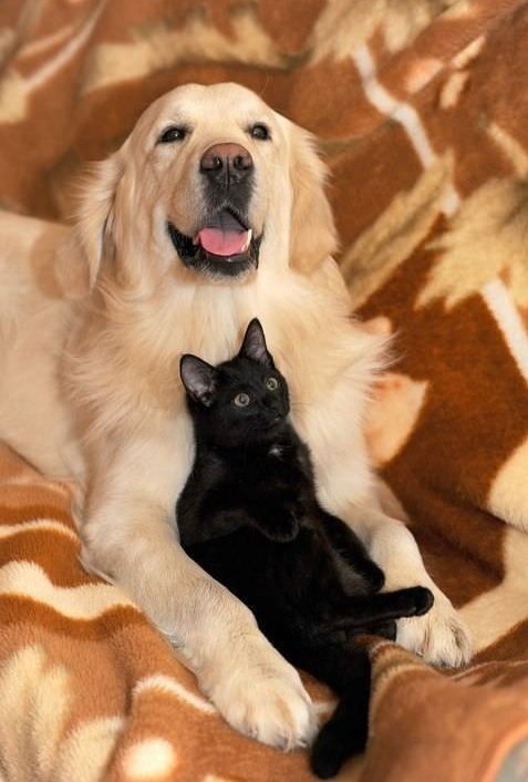 gauthie74757302's tweet photo. Good morning everyone, I wish you a pleasant friday of happiness my dear friends ☕💐🐶🐱💛🧡🤗 https://t.co/xGdo7MewUO
