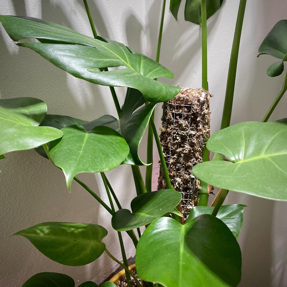 rpfoliage's tweet photo. Support LGBTQ+ small businesses this pride month! 🌈  Rollie Pollie Foliage is a one man, queer-owned business!

15% off for the entire month of June 🎉

Happy Pride! 🏳️‍🌈 #etsy #lgbtq #pride #smallbusiness #plants https://t.co/XRW9nER3YE