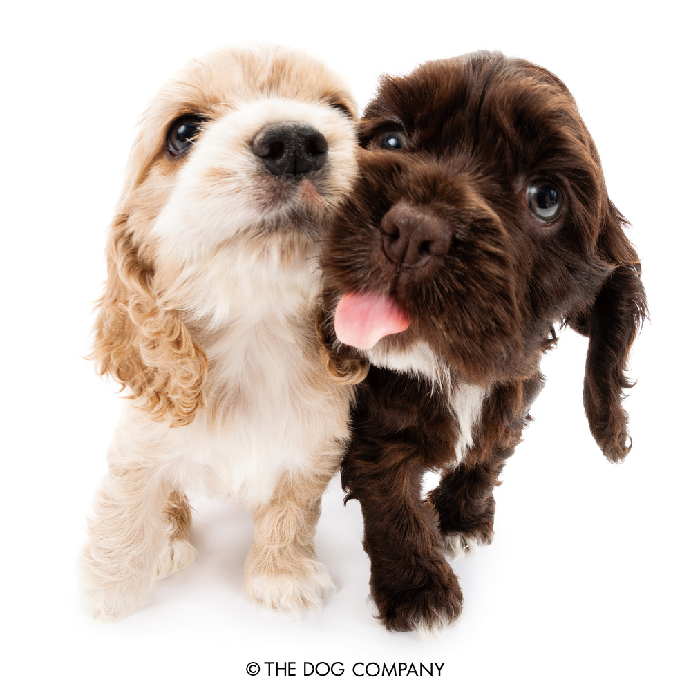 thedog_en's tweet photo. Where are we heading out to today~?

#americancockerspaniel #cocker #cockerspaniel #instacocker #americancocker #dog #dogstagram #dogsofinstagram #puppy #pet #instadog #doglover #thedog #thedogandfriends https://t.co/oAilS2Z6VD
