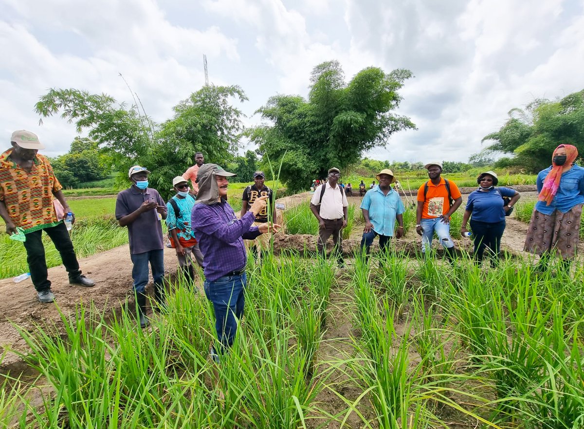 ICBAAgriculture's tweet photo. Under the #RESADE project supported by @IFAD &amp; @badeabank, a team of #ICBAAgriculture scientists recently conducted a six-day training program in #Liberia 🇱🇷 for 32 participants from #Mozambique 🇲🇿, #Botswana 🇧🇼, #TheGambia 🇬🇲, #SierraLeone 🇸🇱, #Togo 🇹🇬, and Liberia. https://t.co/qhRrSWJS1b