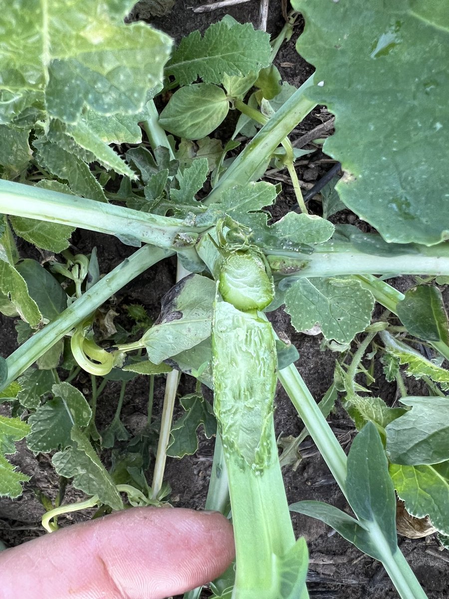 Hopefully not a sign of things to come. For those that are thinking those mice in the paddock aren’t going to do much harm now it’s all up. 
Looks like mice getting into the crown of these canola plants.