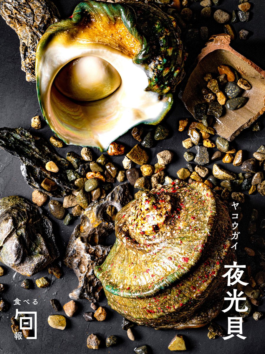 夜光貝（ヤコウガイ）】熱帯や亜熱帯に生息するサザエの仲間。貝殻は虹