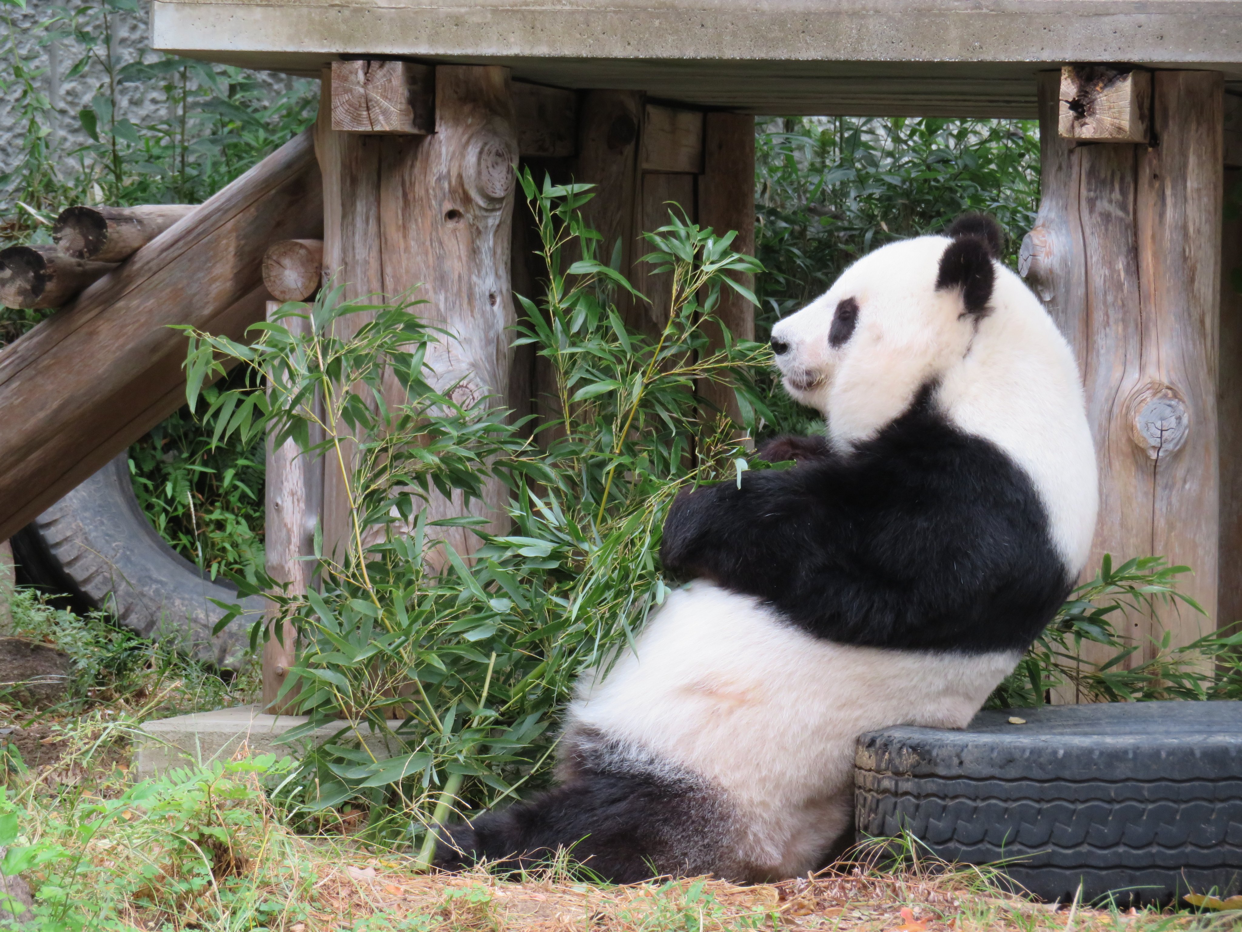 Yukie Saludluna Twitter