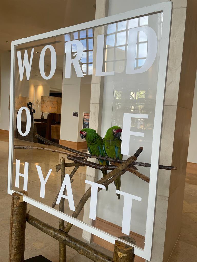 visitguam_jp's tweet photo. #HyattRegencyGuam の人気者
ジェイドとエメラルドが久しぶりにホテルロビーに登場
毎日午後3:30から4:30の1時間ロビーで会える🤩✌️
かわいい😍

#hereweguam #guam #グアム #hyatt #worldofhyatt #リゾート #海外旅行 #グアム旅行 #gogoguam https://t.co/LUK0yjXx8t