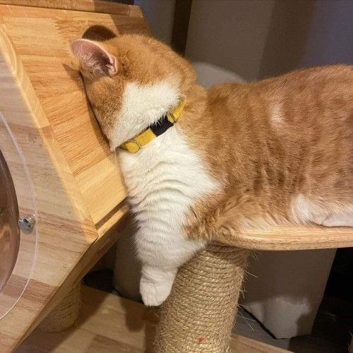 Zhenadryl's tweet photo. i want a gato gordo https://t.co/rJWYR68uuq