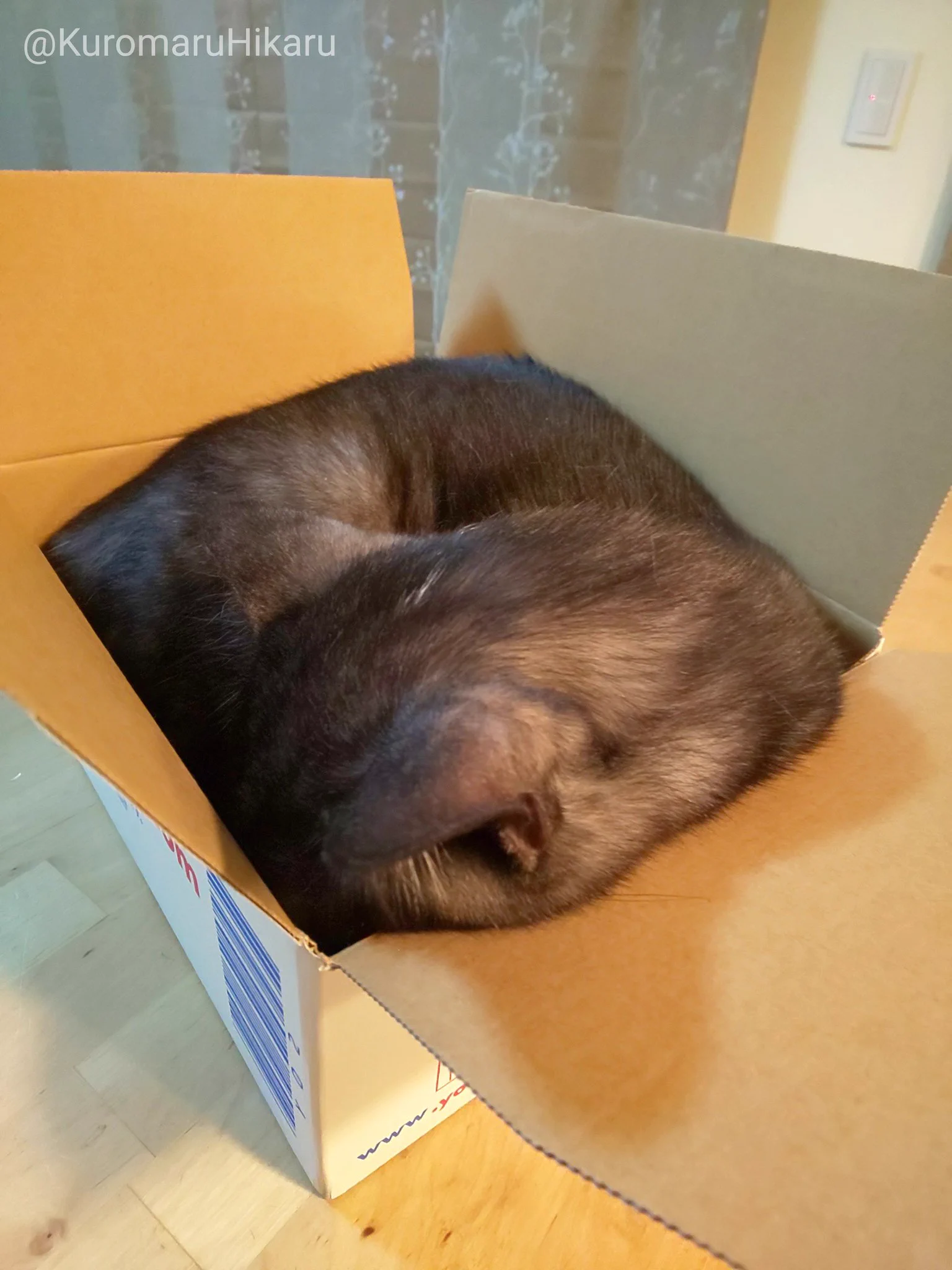 @kyuryuZ かわいいですね😃💕
うちも小さい段ボール箱でも、液体になって無理やり入ってます😆💦 