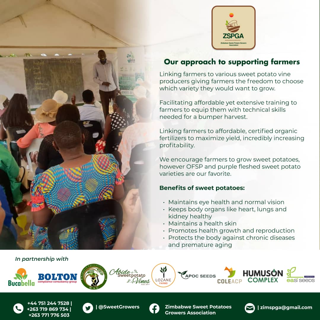 Zimbabwe Sweet Potato Growers Association tweet media