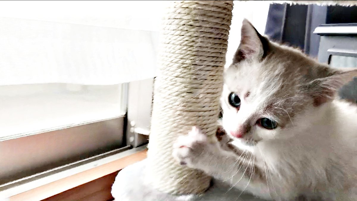 THEROSA222's tweet photo. 初めて部屋を探検する、子猫の反応がこちらです.....
#猫 #子猫 #シェルニー
#いいねした人全員フォロー
#いいねした人全員フォローする
▼YOUTUBEで見てね!
https://t.co/v3pmqORbkg https://t.co/VPx1TsFbAc