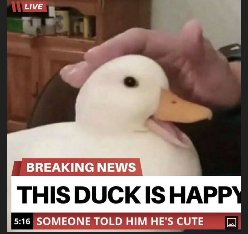 /pavo/ (@pavodotwma) on Twitter photo 