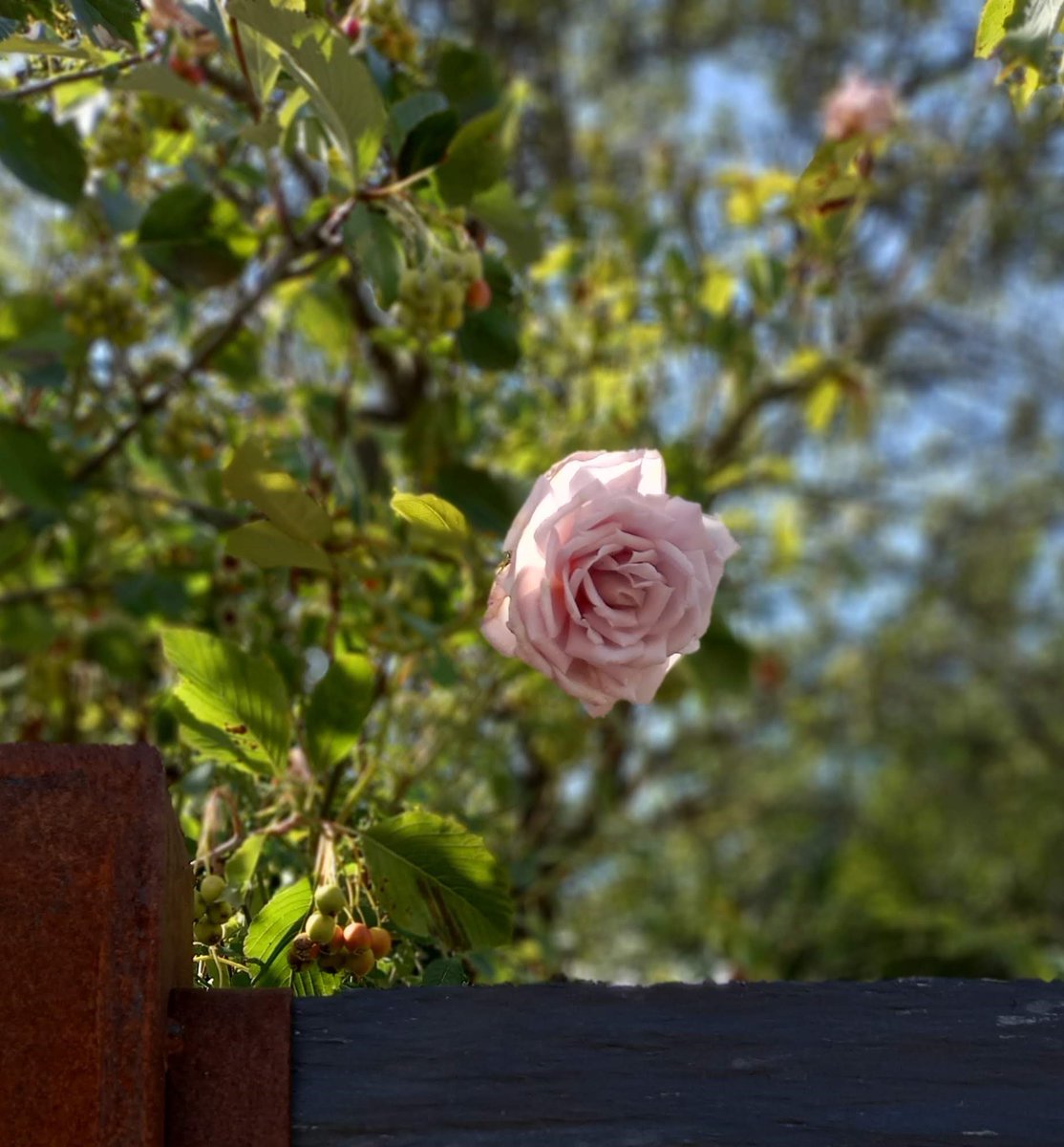 VicColden's tweet photo. → La letra:
«Then lay your rose on the fire,
The fire give up to the sun,
The sun give over to splendour
In the arms of the high Holy One».
→ La música:
https://t.co/198MCeFzM5
#TheWindow
#RecentSongs
#Cohen
#LeonardCohen
#FieldCommanderCohen
→ Y la foto ↓ https://t.co/Q6qk1oKcQo