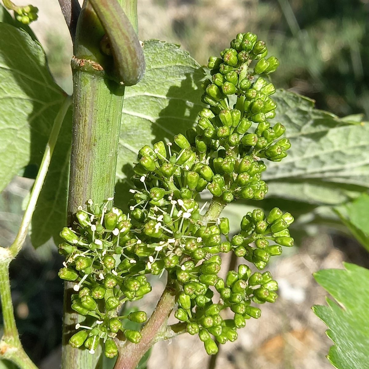 Chambagri37's tweet photo. 🍇 [DU BOURGEGON AUX VENDANGES - N° 8️⃣]

Avez-vous déjà vu des #fleurs de #vignes ? 🧐 

➡️ Si la réponse est non, c’est le moment d’aller se promener dans la vigne ! 😍👇🏻🧶 https://t.co/fX2qKVLUCx