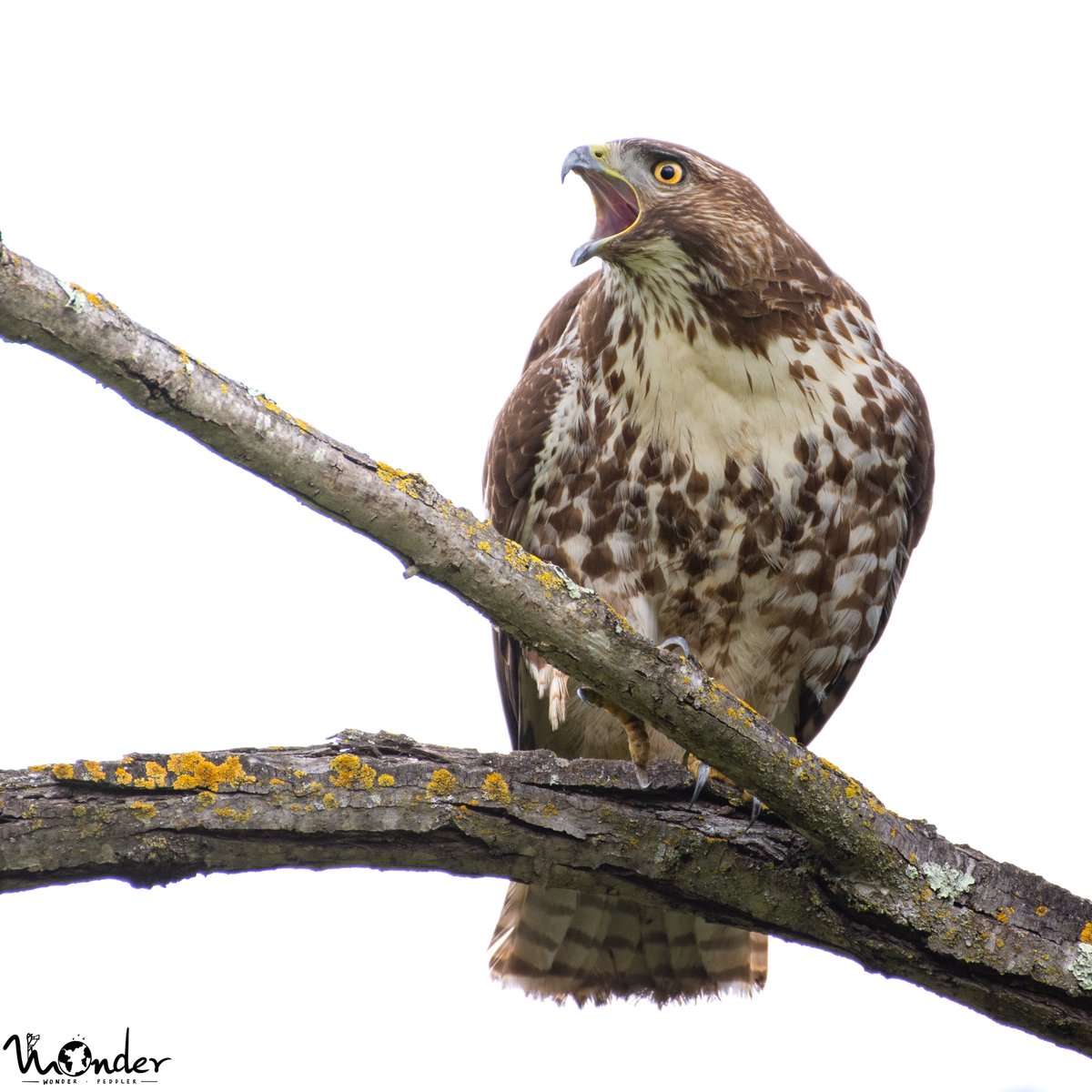 wonderpeddler's tweet photo. This Red-Tailed Hawk making its presence felt. 

#Birding #BirdsOfPrey #EarthCapture https://t.co/BIGzAVdQby