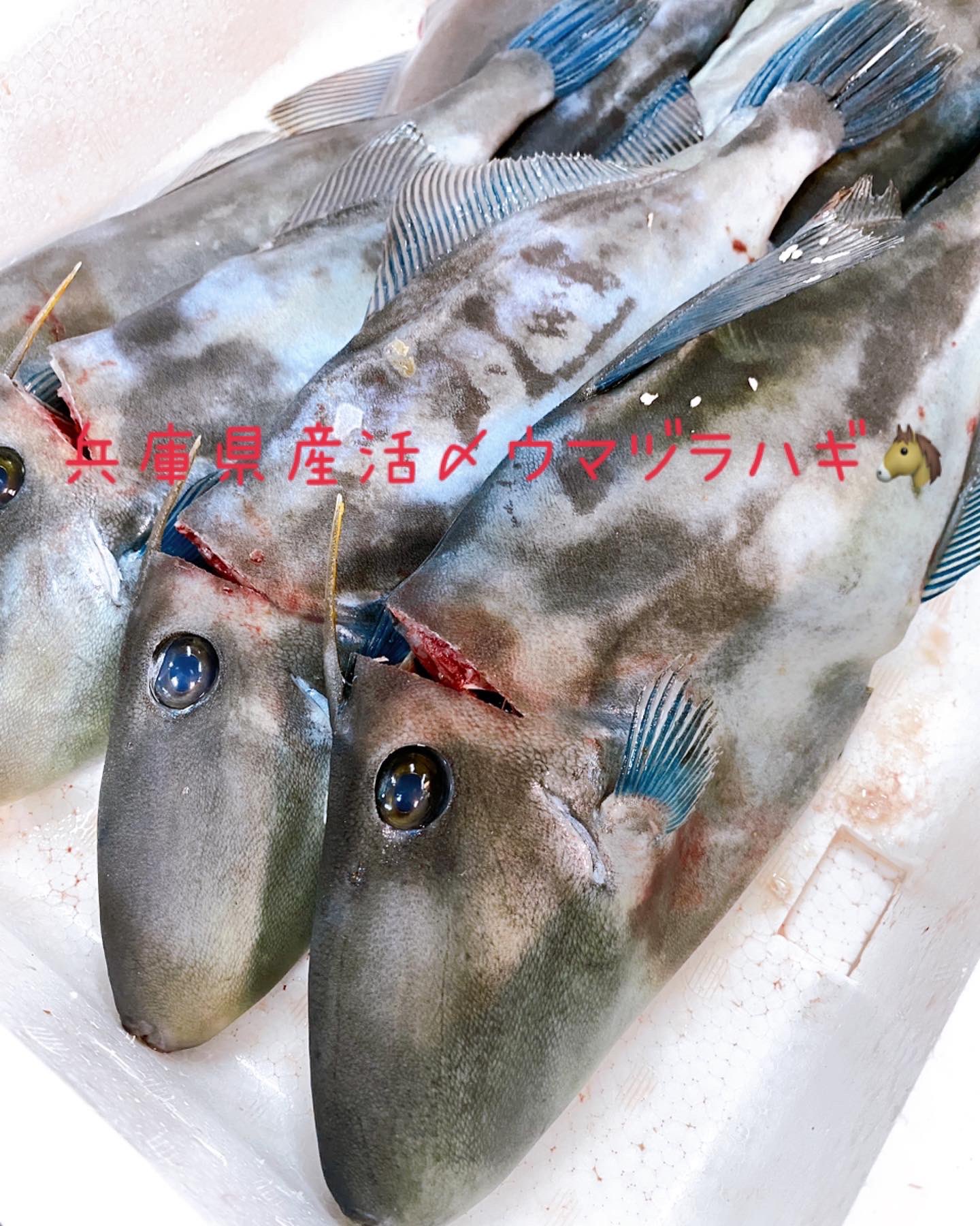 カワハギ好き Twitter Search Twitter